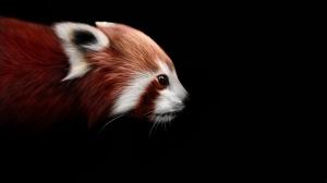 Red panda, raccoon, black background wallpaper thumb