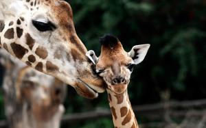 Giraffe Motherhood wallpaper thumb