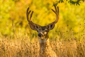 Deer in autumn field wallpaper thumb