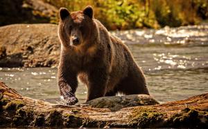 Bear Grizly wallpaper thumb