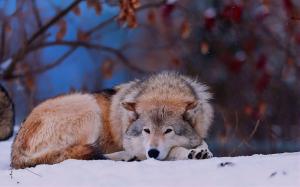 Winter snow, wolf lying ground wallpaper thumb
