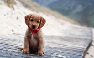 Puppy with a red scarf wallpaper thumb