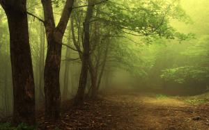 Trees, Forest, Nature wallpaper thumb
