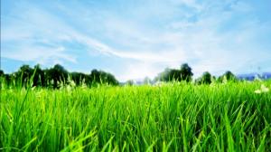 Field, Grass, Green, Closeup, Sky, Nature wallpaper thumb