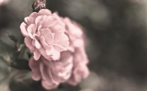Rose Flower Macro Warm HD wallpaper thumb
