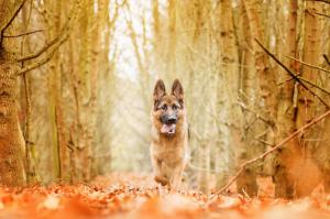animals, nature, dog, forest, yellow, autumn wallpaper thumb
