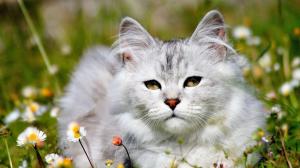White cat in the grass, daisies flowers wallpaper thumb