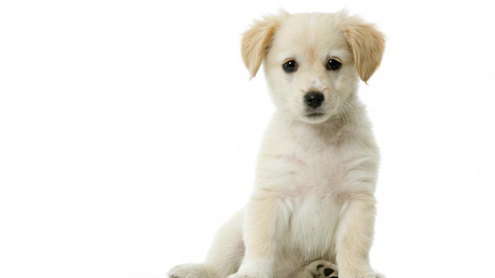 Dog Puppy White HD wallpaper,animals HD wallpaper,white HD wallpaper,dog HD wallpaper,puppy HD wallpaper,1920x1080 wallpaper