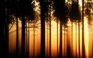 Sunset forest trees, black shadow, warm orange wallpaper thumb