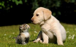 Dog And Kitty Free Widescreen wallpaper thumb