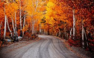 Birch, red leaves, autumn, road wallpaper thumb
