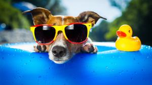 Dog, sunglasses, yellow duck, cute, toy, funny, animal wallpaper thumb