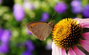 Flower pistils, petals, insect butterfly wallpaper thumb