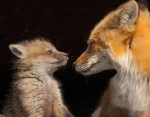 *** Fox With A Baby *** wallpaper thumb