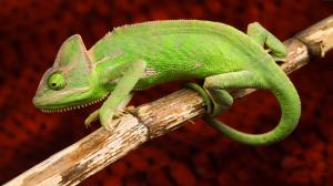 Green chameleon, animals photography wallpaper thumb
