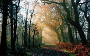 Nature forest, morning, autumn, road, light rays, sun wallpaper thumb
