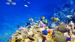 Underwater world, coral, Bright, reefs, fishs, tropical fish, ocean wallpaper thumb