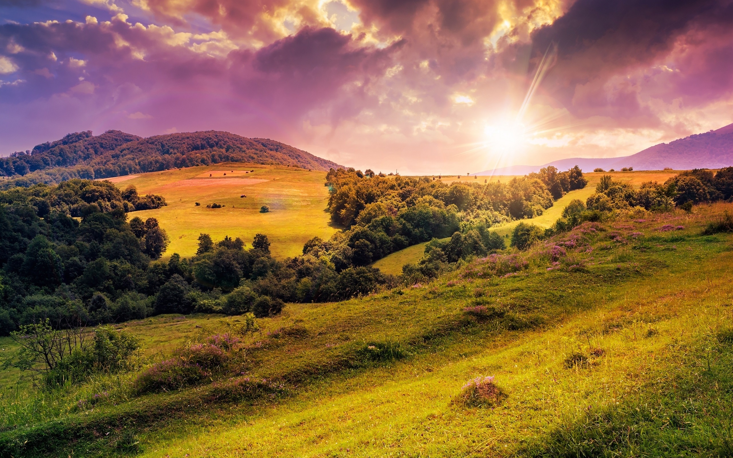 Hills, trees, meadow, flowers, sunrise wallpaper | nature and landscape ...