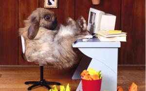 Rabbit Bunny Work Office HD wallpaper thumb