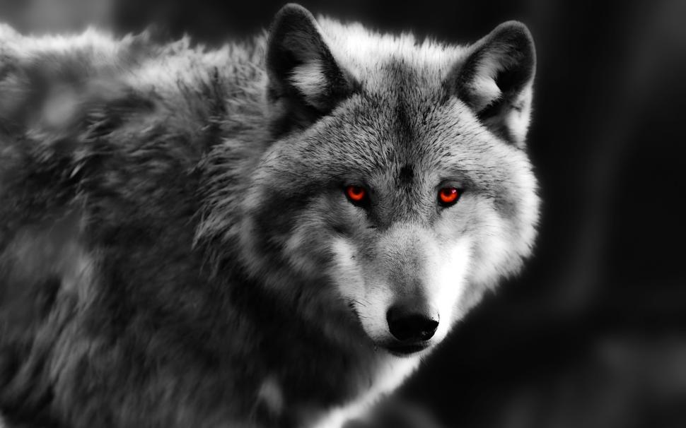Wolf close-up, red eyes, predator wallpaper,Wolf HD wallpaper,Red HD wallpaper,Eyes HD wallpaper,Predator HD wallpaper,1920x1200 wallpaper