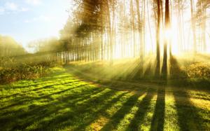 In the summer forest sunlight, bright rays wallpaper thumb