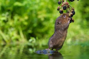 water vole, water rat, animal, berry, blackberry, water wallpaper thumb