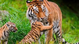 Tiger Cub HD wallpaper thumb