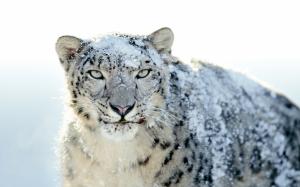Snow Leopard wallpaper thumb