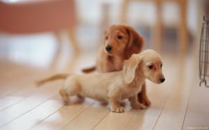 Cute Puppies wallpaper thumb