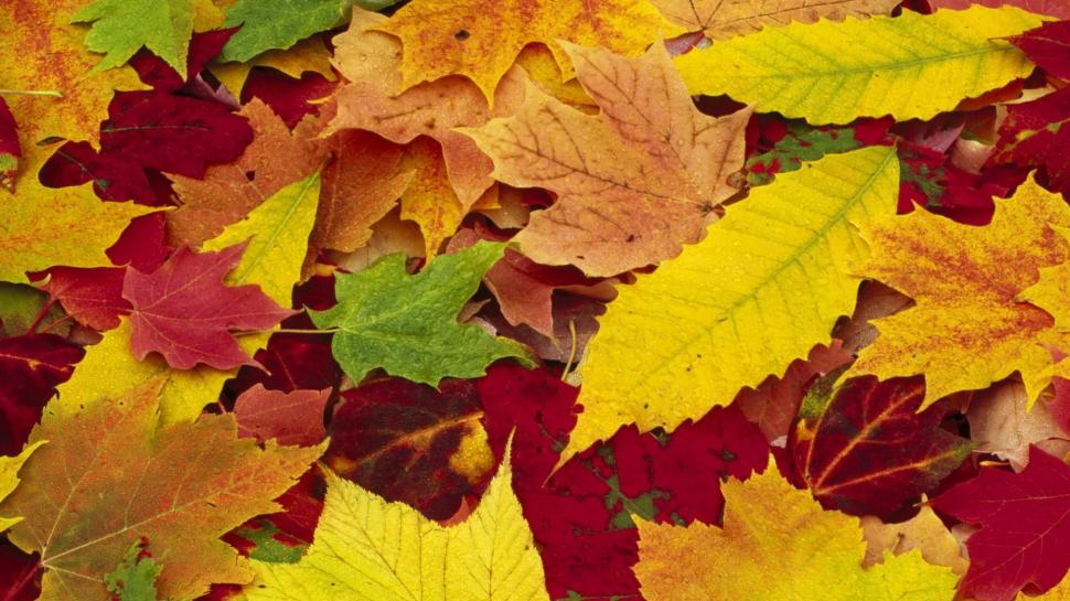 Maple leaves autumn season wallpaper,Maple HD wallpaper,Leaves HD wallpaper,Autumn HD wallpaper,Season HD wallpaper,1920x1080 wallpaper