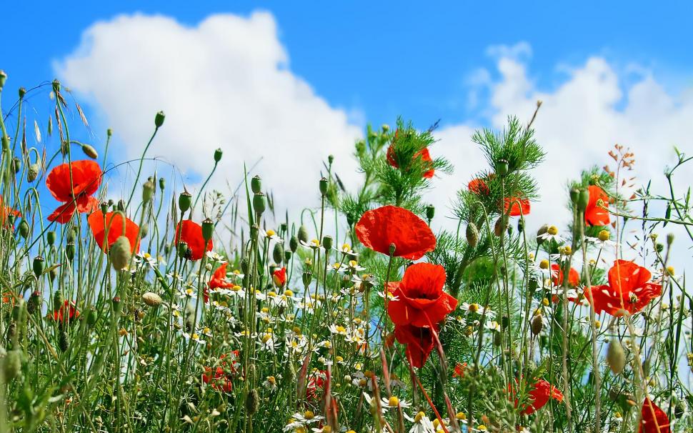 The Colorful Meadow wallpaper,blue sky HD wallpaper,poppies HD wallpaper,summer HD wallpaper,meadow HD wallpaper,3d & abstract HD wallpaper,1920x1200 wallpaper