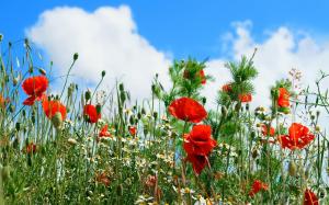The Colorful Meadow wallpaper thumb