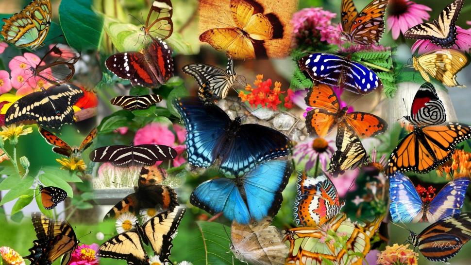 Collage, many butterfly, insect wallpaper,Collage HD wallpaper,Many HD wallpaper,Butterfly HD wallpaper,Insect HD wallpaper,1920x1080 wallpaper