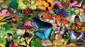 Collage, many butterfly, insect wallpaper thumb