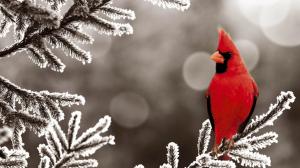 Northern Cardinal Bird Frozen Branch wallpaper thumb