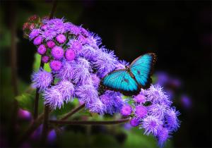 Exotic butterfly on flower wallpaper thumb