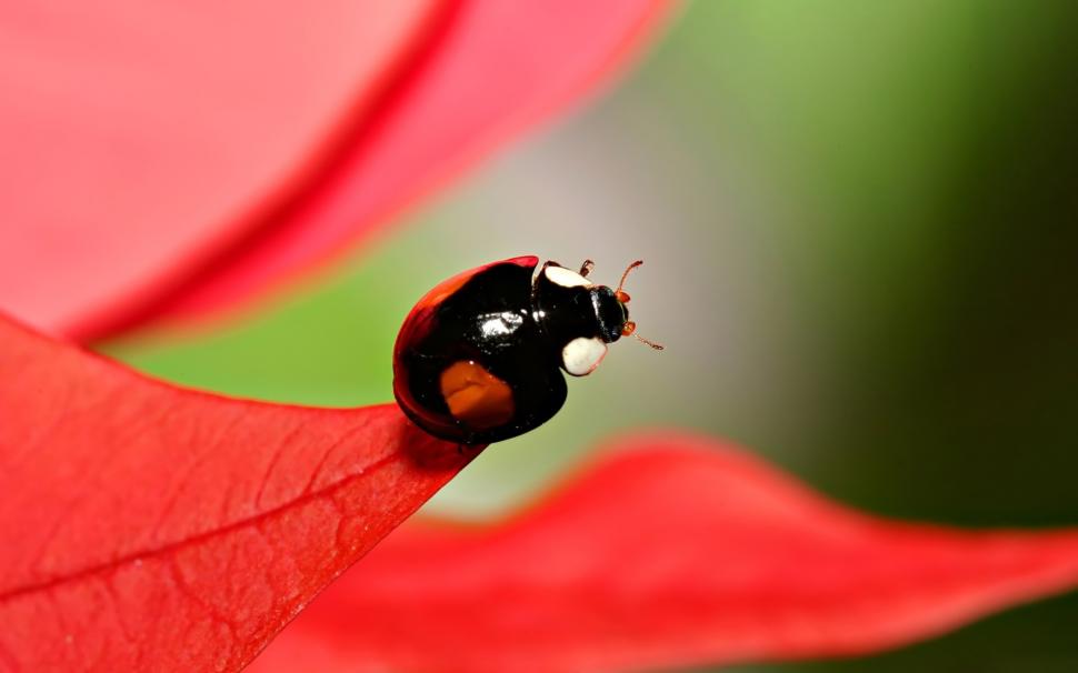 Ladybird on Red Leaf wallpaper,Insects HD wallpaper,1920x1200 wallpaper