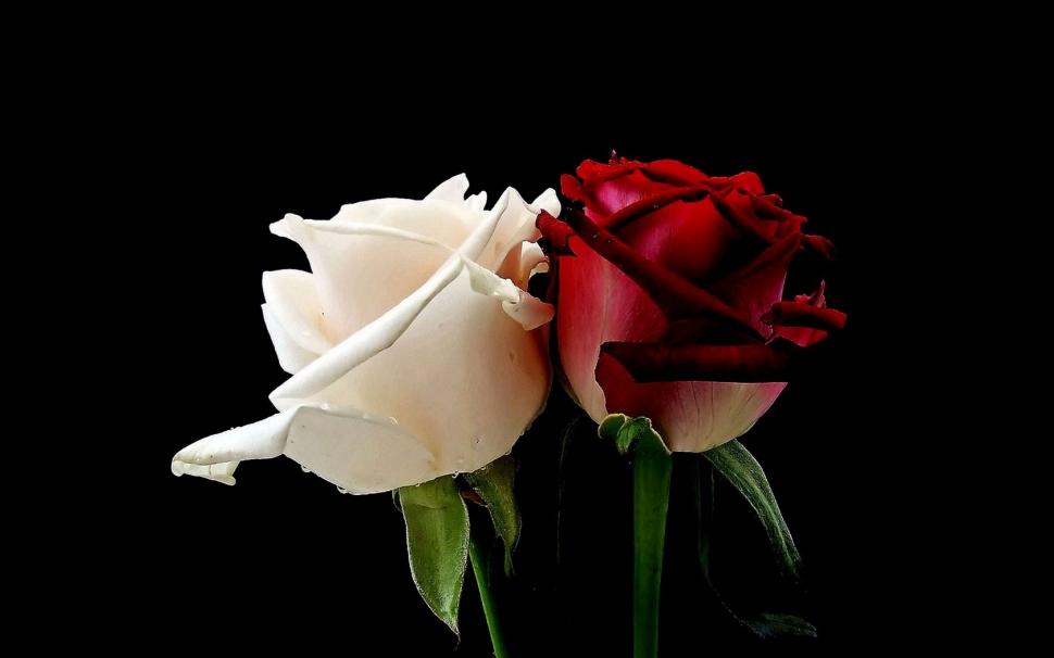 Red Rose And White Rose Amazing High Resolution wallpaper | flowers ...