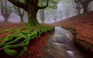 Spain, Basque country, trees, moss, stream, summer wallpaper thumb