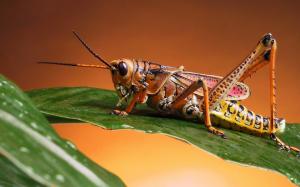 Locust wallpaper thumb