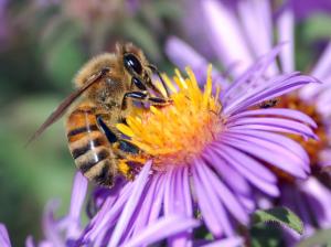 1600×1200 Honey Bee High Definition Nature s wallpaper thumb