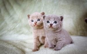 Furry kittens, twins wallpaper thumb