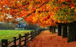 Colorful autumn, red leaves, path, grass, house wallpaper thumb