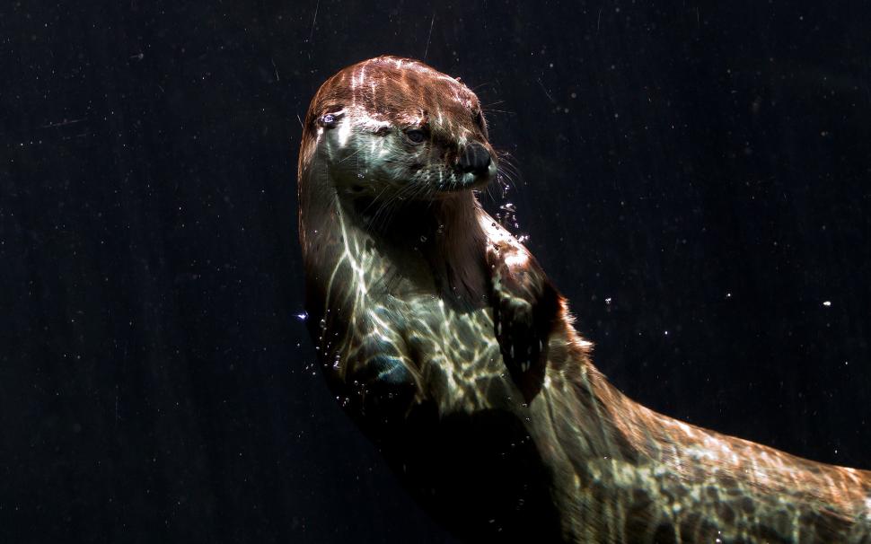 Otter Underwater HD wallpaper,animals HD wallpaper,underwater HD wallpaper,otter HD wallpaper,2560x1600 wallpaper
