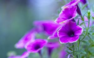 Purple petunia, flowers close-up wallpaper thumb