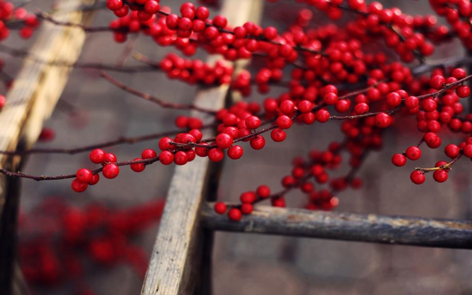 Red Berries Branches wallpaper,red HD wallpaper,ripe HD wallpaper,delicious HD wallpaper,tree fruits HD wallpaper,1920x1200 wallpaper