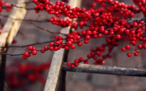 Red Berries Branches wallpaper thumb