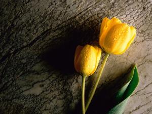 Yellow Tulip wallpaper thumb