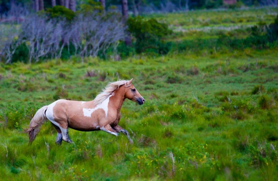 *** Galloping Horse In The Meadow *** wallpaper,ladowe HD wallpaper,zwierzeta HD wallpaper,laka HD wallpaper,animals HD wallpaper,2048x1337 wallpaper