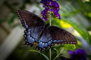 Butterfly Nature Insects Macro Zoom Close High Quality wallpaper thumb